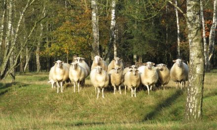 Jak zachowują się owce…? – czy ktoś jeszcze wie? [dziennik nr 1]
